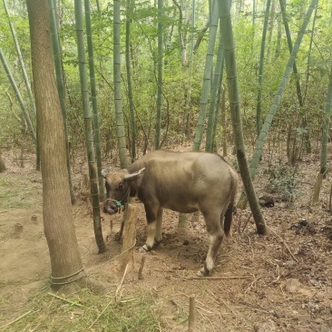 家养水牛耕牛7000元出售