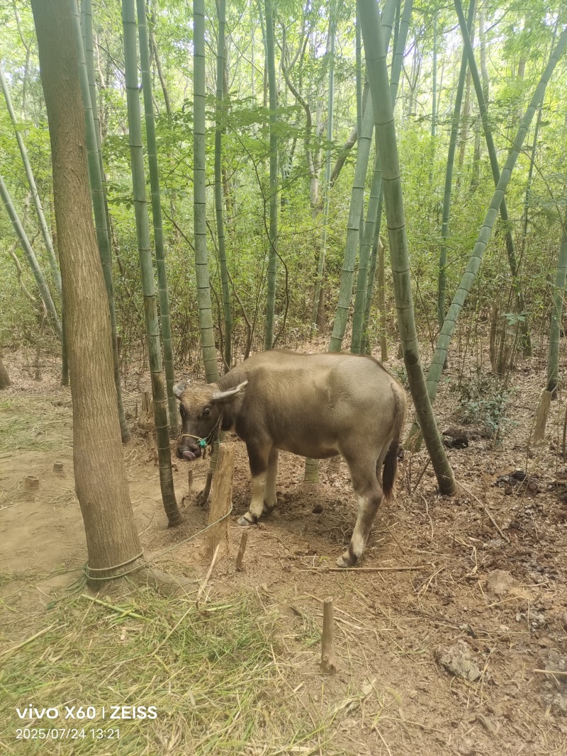 家养水牛耕牛7000元出售