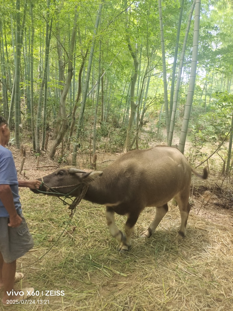 家养水牛耕牛7000元出售