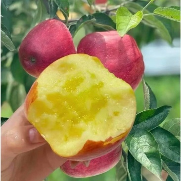 昭通糖心红露大量有货…