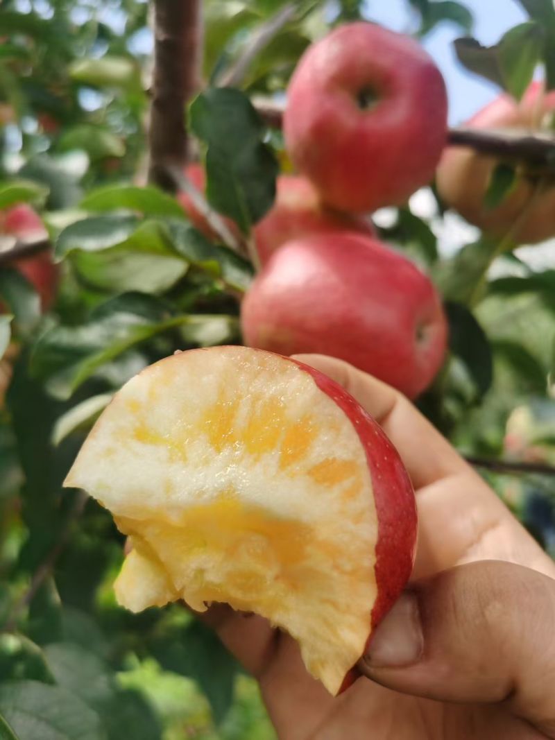 昭通糖心红露大量有货…