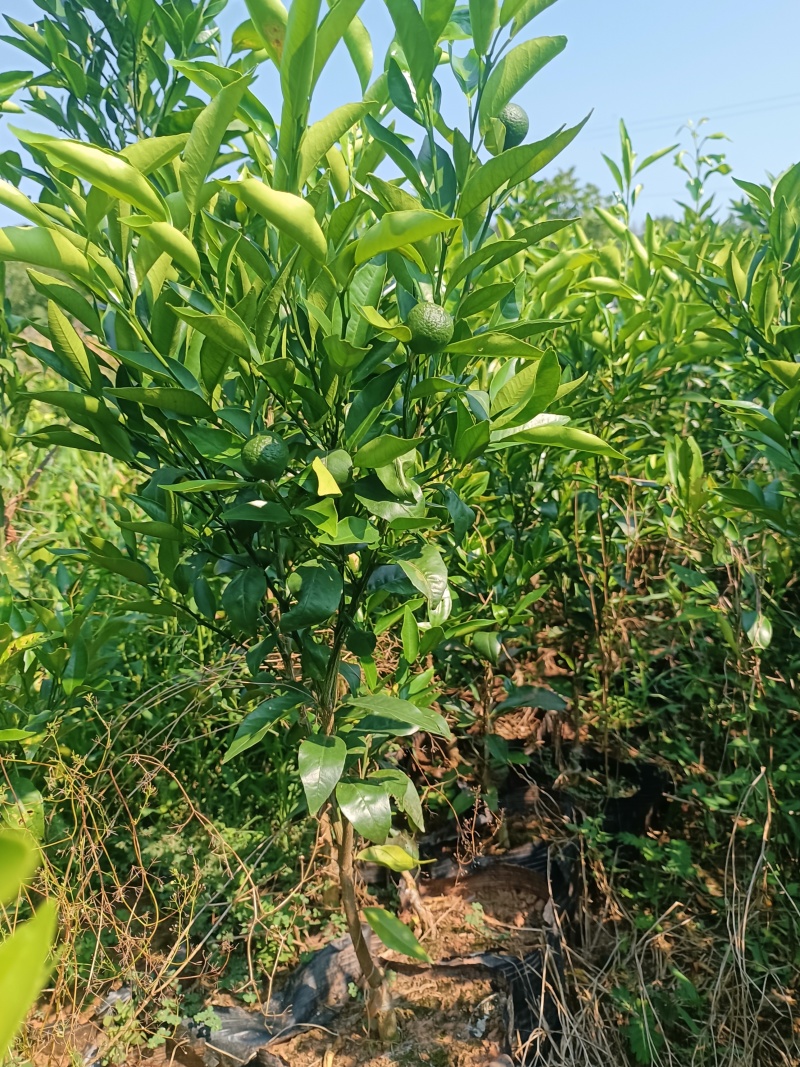 有籽沃柑苗