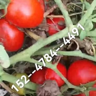 内蒙古巴彦淖尔番茄寻找采购商，看头像