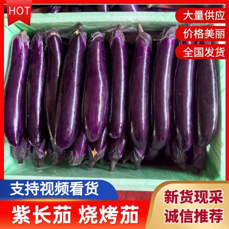 紫长茄、烧烤茄、市场货、电商货、食堂货、欢迎来咨询