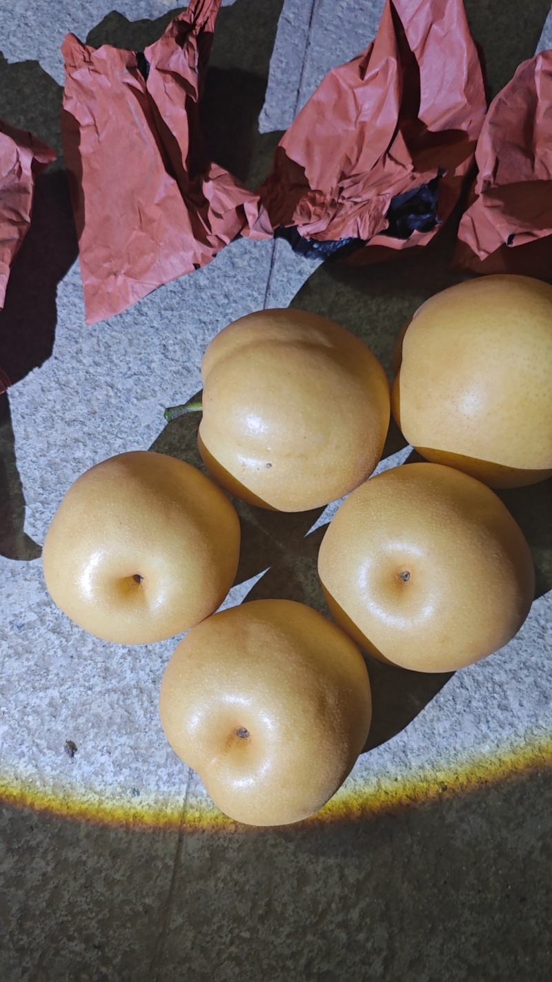 半水套袋梨