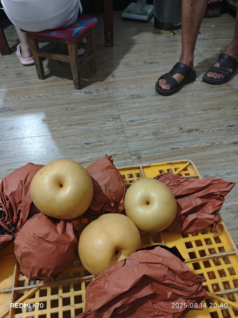 半水套袋梨