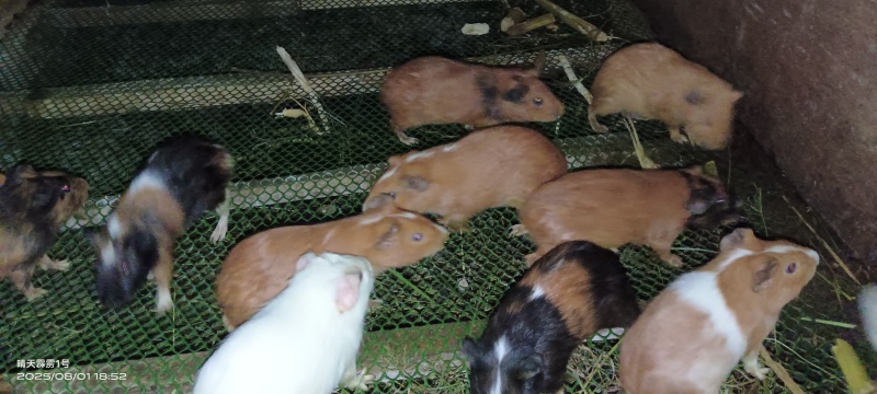 长逆毛荷兰猪豚鼠活体温顺亲人玫瑰花纹儿童宠
