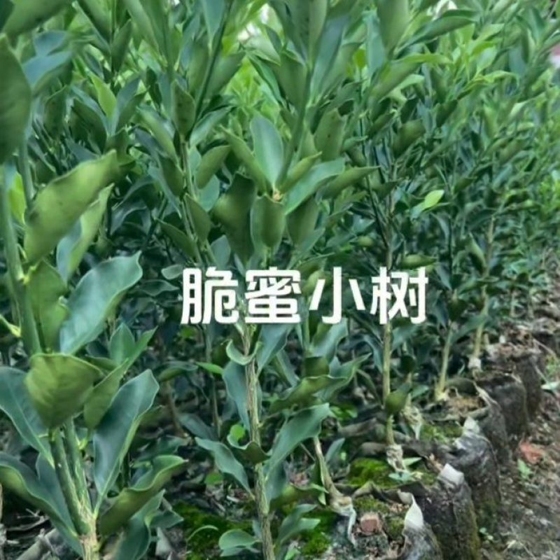 金桔苗脆蜜金桔苗第四代大叶滑皮
