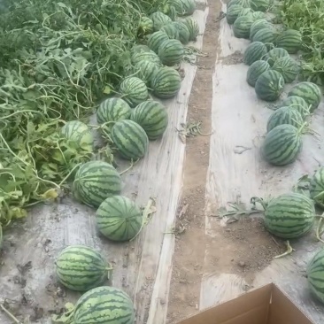 山西朔州美都西瓜大量接单产地直发量大从优欢迎来电