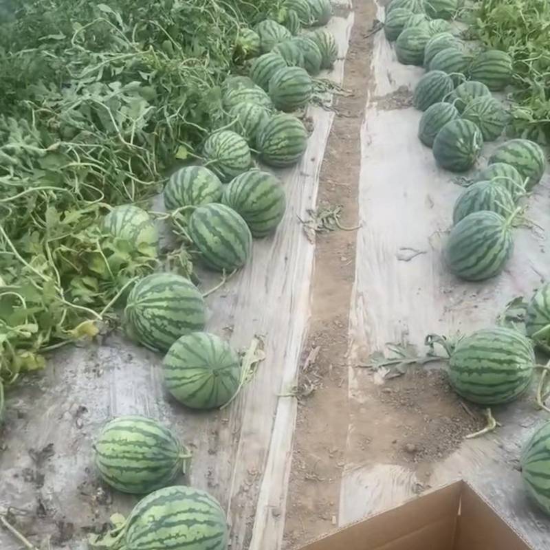 山西朔州美都西瓜大量接单产地直发量大从优欢迎来电