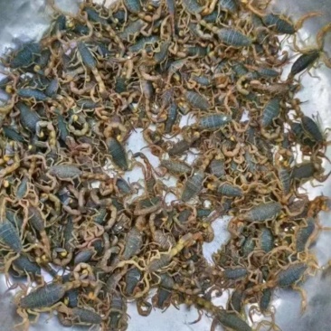 沂蒙山全蝎~活蝎，蝎干需要老板联系全国发货价格可电话详谈