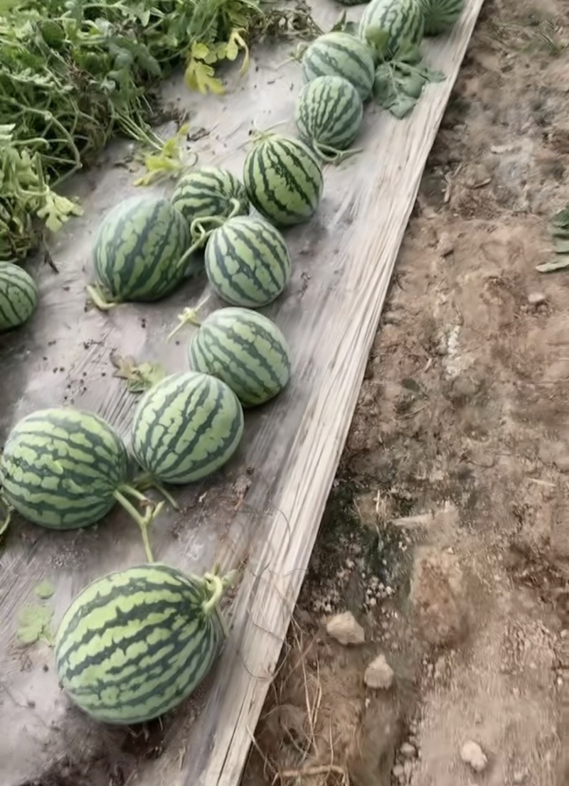 山西朔州美都西瓜大量接单产地直发量大从优欢迎来电