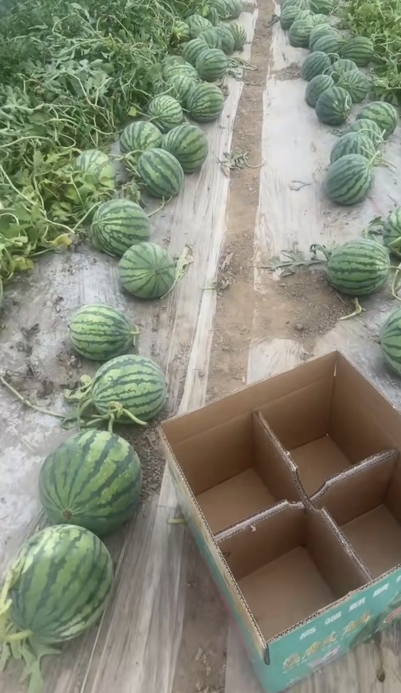 山西朔州美都西瓜大量接单产地直发量大从优欢迎来电