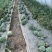 山西朔州美都西瓜大量接单产地直发量大从优欢迎来电