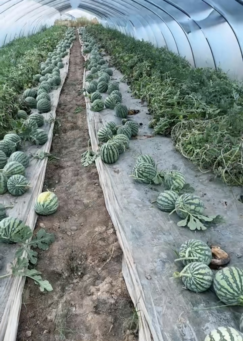 山西朔州美都西瓜大量接单产地直发量大从优欢迎来电