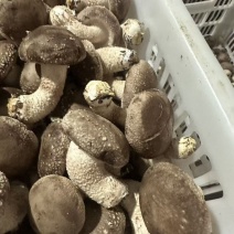 香菇千亩基地直供