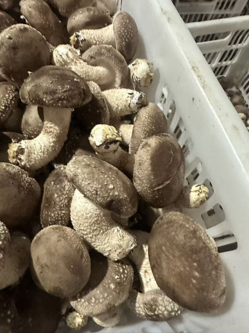 香菇千亩基地直供