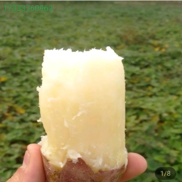 红薯种植户！个品种都有！价格合理…品质保证