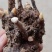 白芍芽头可以预定质量保证欢迎大家咨询