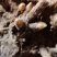 白芍芽头可以预定质量保证欢迎大家咨询