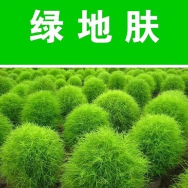 红色地肤种子扫帚草种子花卉种子庭院观赏红草坪种子