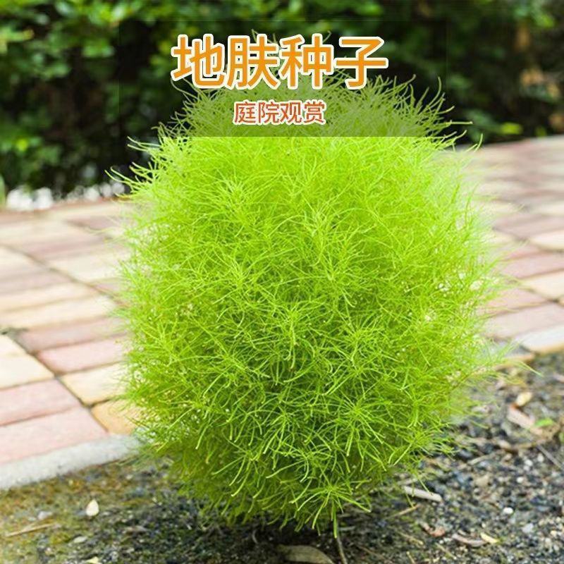 红色地肤种子扫帚草种子花卉种子庭院观赏红草坪种子