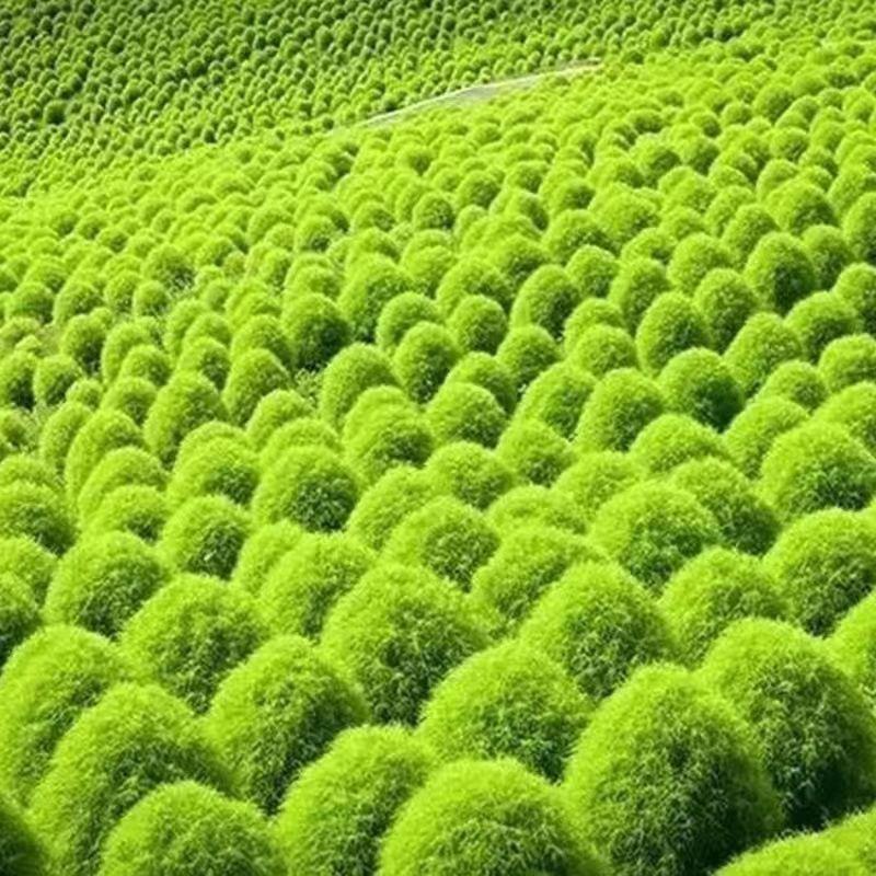 红色地肤种子扫帚草种子花卉种子庭院观赏红草坪种子