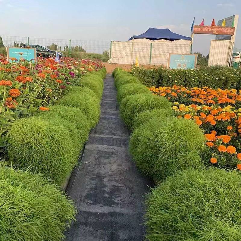 红色地肤种子扫帚草种子花卉种子庭院观赏红草坪种子