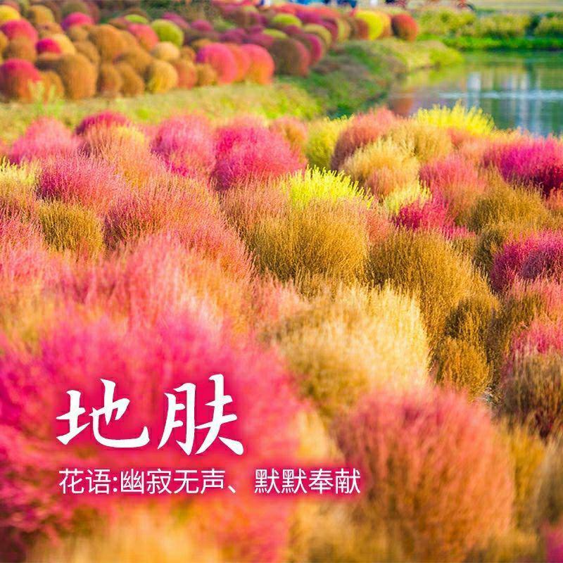 红色地肤种子扫帚草种子花卉种子庭院观赏红草坪种子