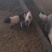 巴马小香猪，耐粗食，好养，肉质好，，