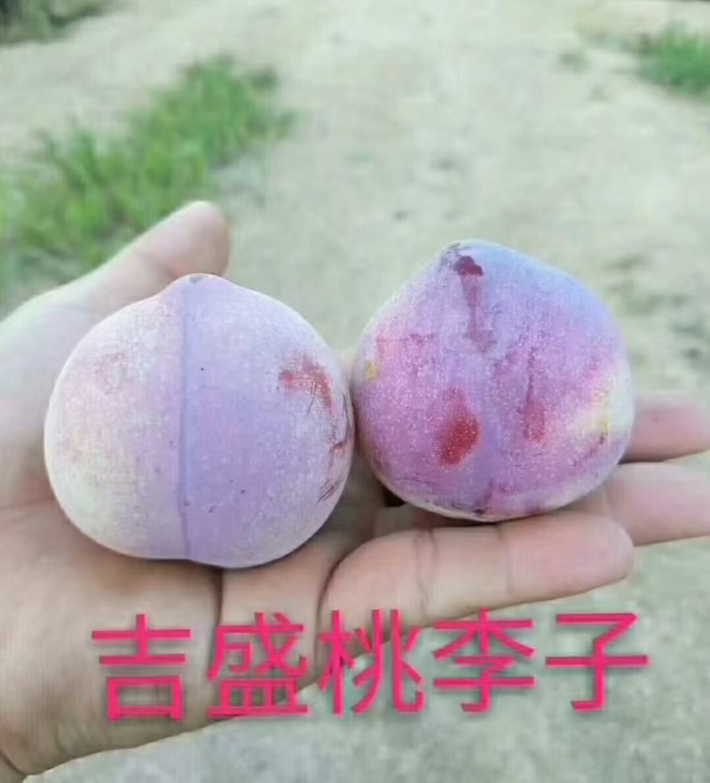 吉盛桃李树苗，晚红，晚黄李子树苗