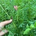 红豆草多年生红豆草种子耐寒耐旱家禽喜食优质高蛋白不胀气护