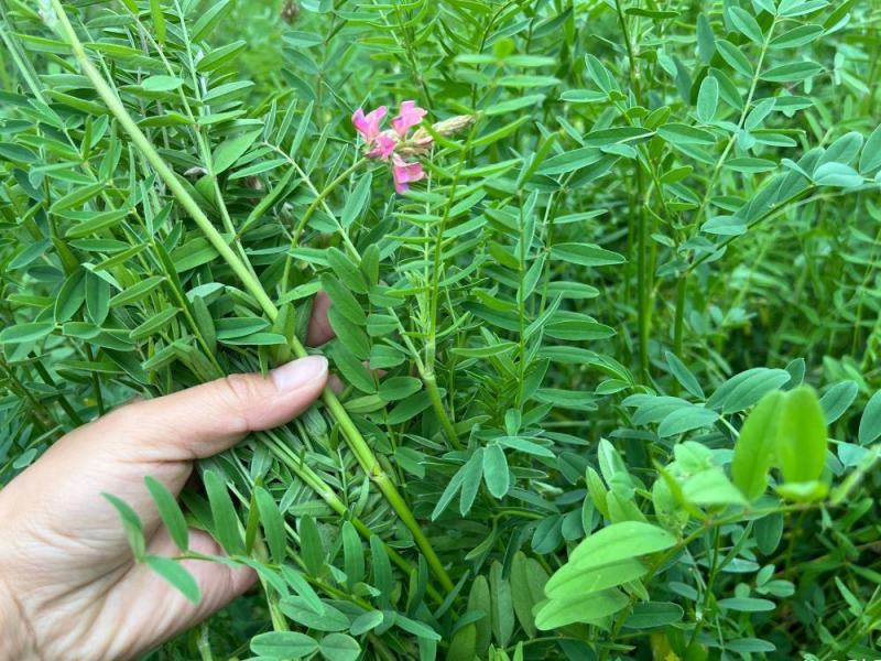 红豆草多年生红豆草种子耐寒耐旱家禽喜食优质高蛋白不胀气护