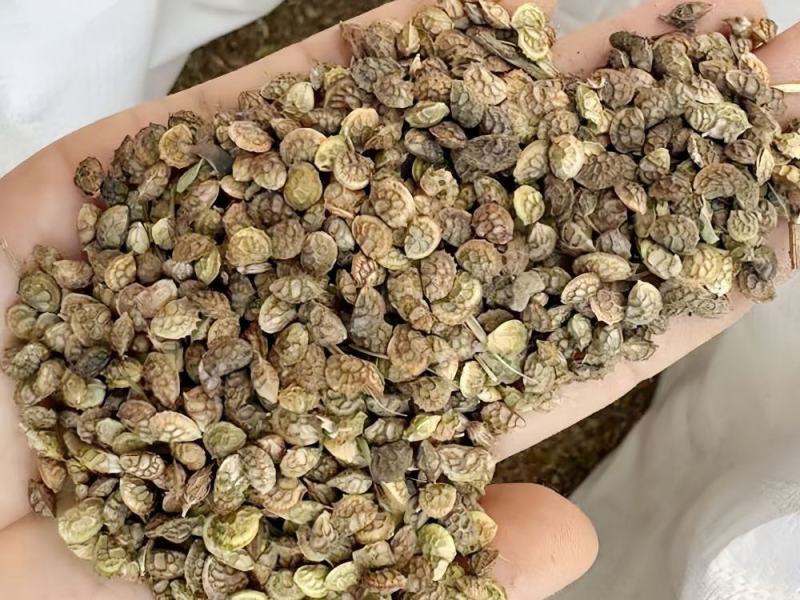 红豆草多年生红豆草种子耐寒耐旱家禽喜食优质高蛋白不胀气护