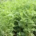 红豆草多年生红豆草种子耐寒耐旱家禽喜食优质高蛋白不胀气护