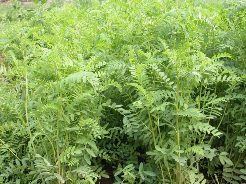 红豆草多年生红豆草种子耐寒耐旱家禽喜食优质高蛋白不胀气护