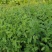 红豆草多年生红豆草种子耐寒耐旱家禽喜食优质高蛋白不胀气护