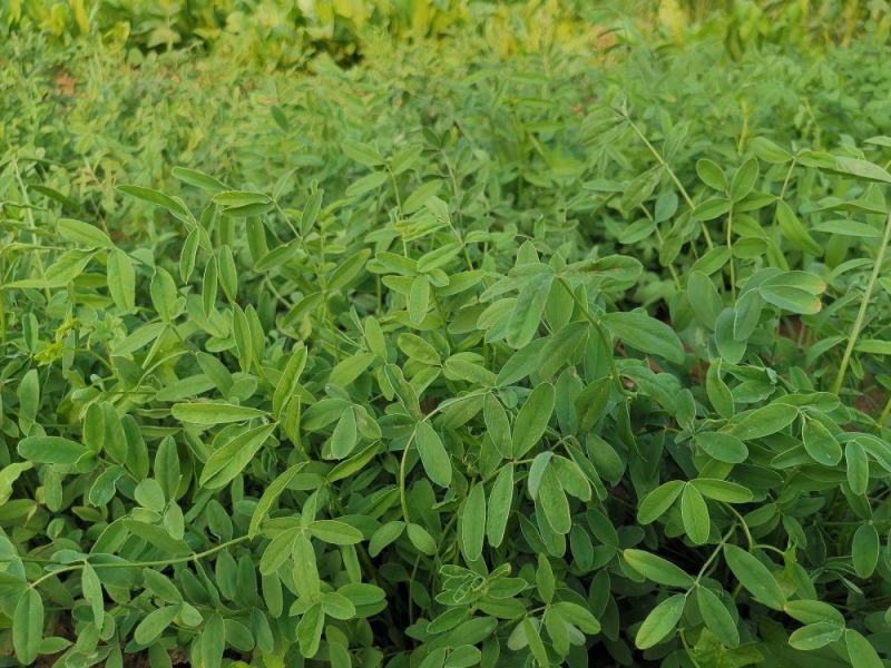 红豆草多年生红豆草种子耐寒耐旱家禽喜食优质高蛋白不胀气护