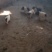 巴马小香猪，耐粗食，好养，肉质好，，