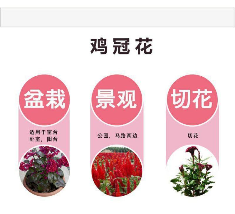 鸡冠花种子花种籽孑四季种易活庭院盆栽野花组合种子花
