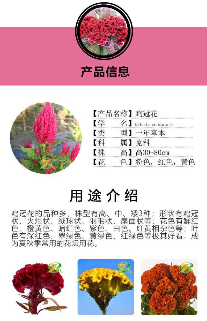 鸡冠花种子花种籽孑四季种易活庭院盆栽野花组合种子花