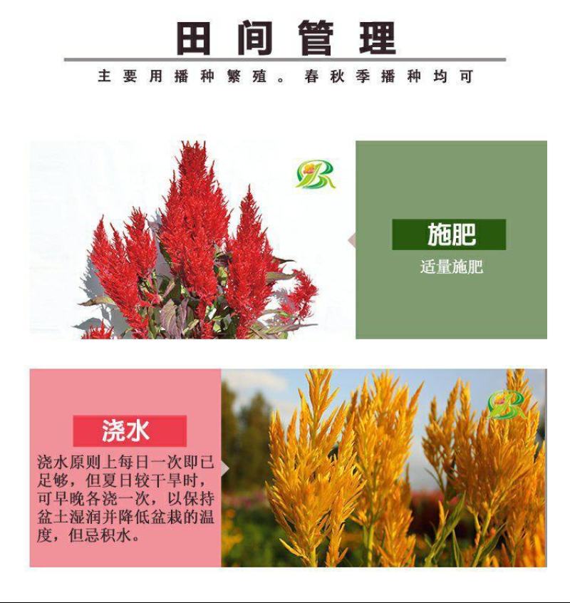 鸡冠花种子花种籽孑四季种易活庭院盆栽野花组合种子花