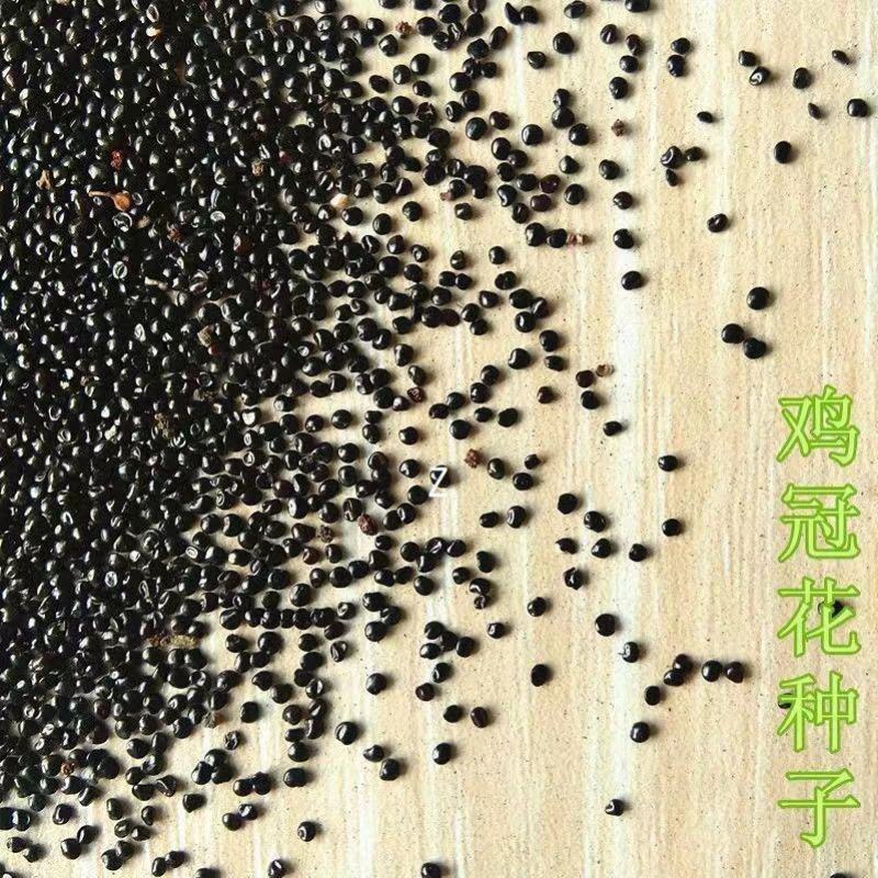 鸡冠花种子花种籽孑四季种易活庭院盆栽野花组合种子花