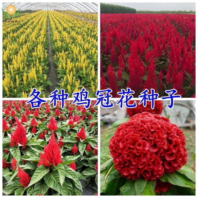 鸡冠花种子花种籽孑四季种易活庭院盆栽野花组合种子花