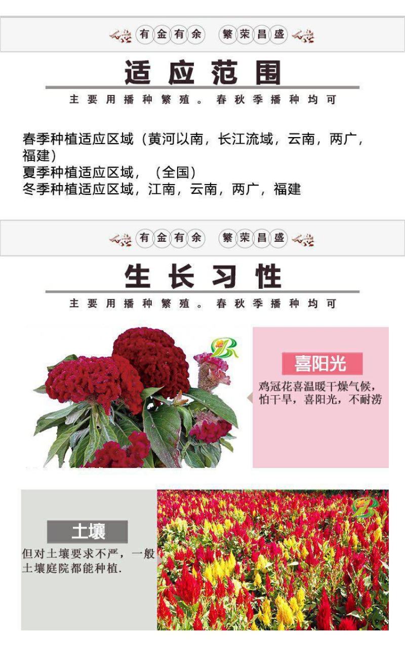 鸡冠花种子花种籽孑四季种易活庭院盆栽野花组合种子花