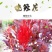 鸡冠花种子花种籽孑四季种易活庭院盆栽野花组合种子花