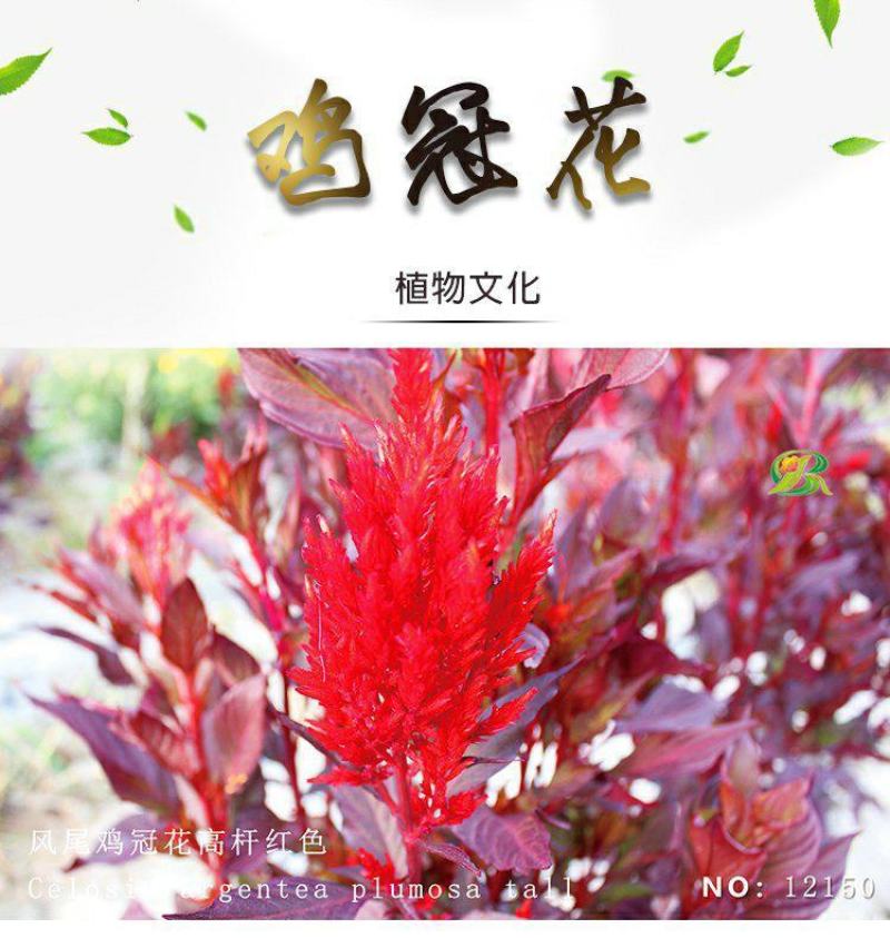 鸡冠花种子花种籽孑四季种易活庭院盆栽野花组合种子花