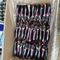 水果小茄子