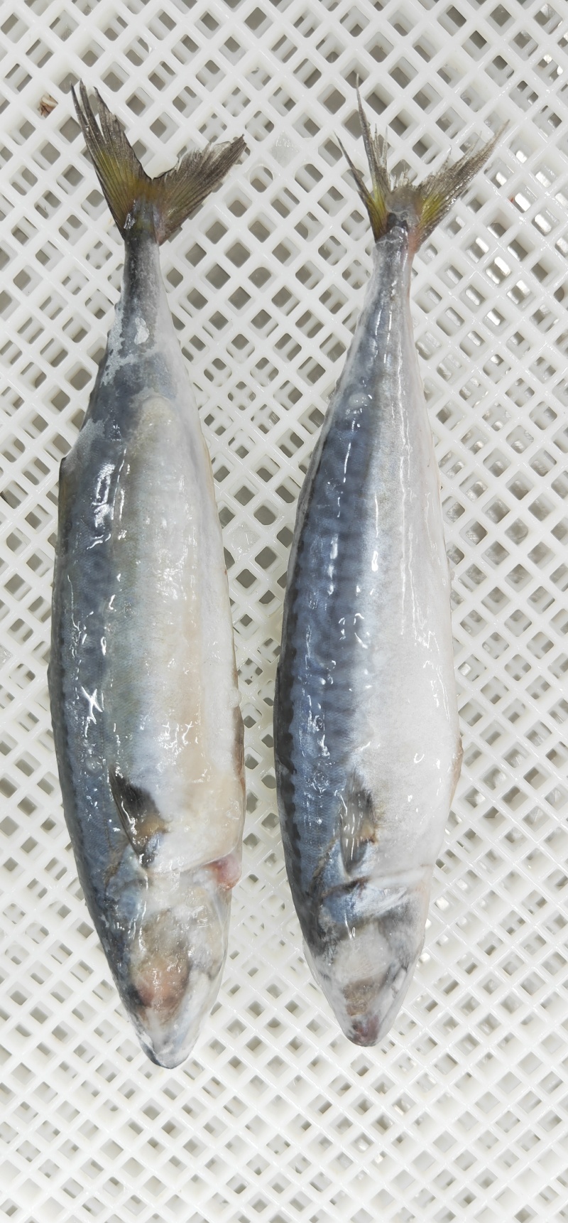 鲐鲅鱼去脏去鳃单冻，大连发货，百度大连铭源食品有限公司联系