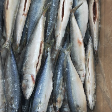 鲐鲅鱼去脏去鳃单冻，大连发货，百度大连铭源食品有限公司联系